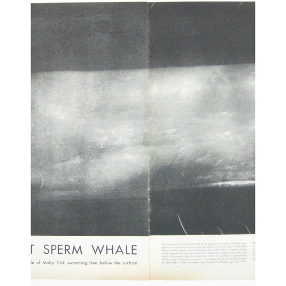 The Great Sperm Whale Vintage 1950s Print Spread 2 Page - Picture 2 of 2